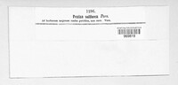Peziza sulfurea image